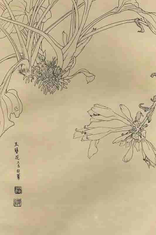 50幅花卉白描画图谱，难得一见的好资料