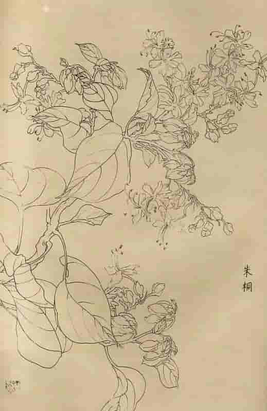 50幅花卉白描画图谱，难得一见的好资料