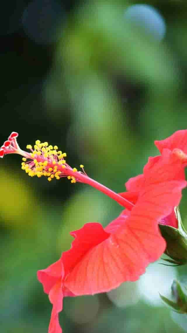 极美的花朵壁纸100幅，流光溢彩，明媚动人