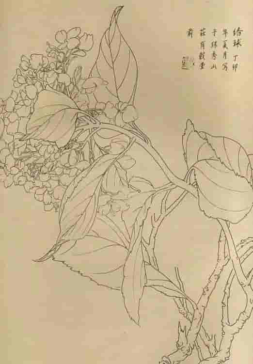 50幅花卉白描画图谱，难得一见的好资料