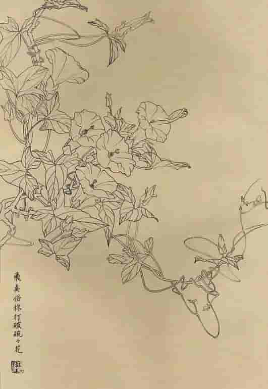 50幅花卉白描画图谱，难得一见的好资料