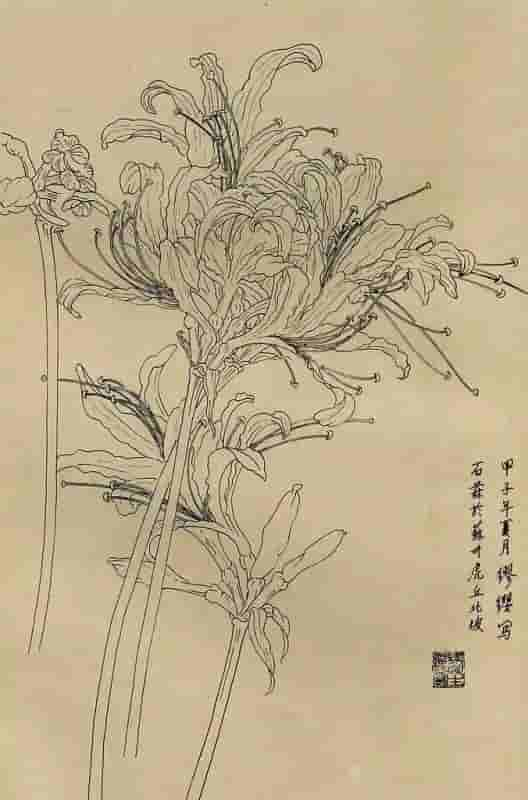 50幅花卉白描画图谱，难得一见的好资料