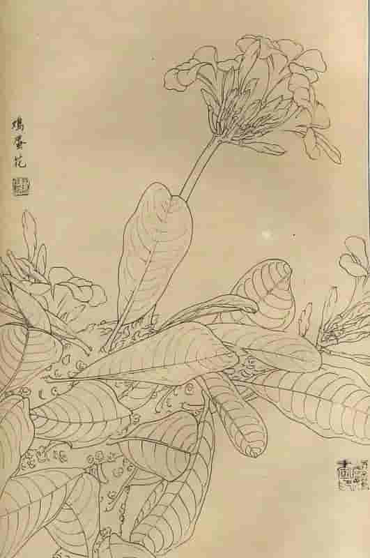 50幅花卉白描画图谱，难得一见的好资料