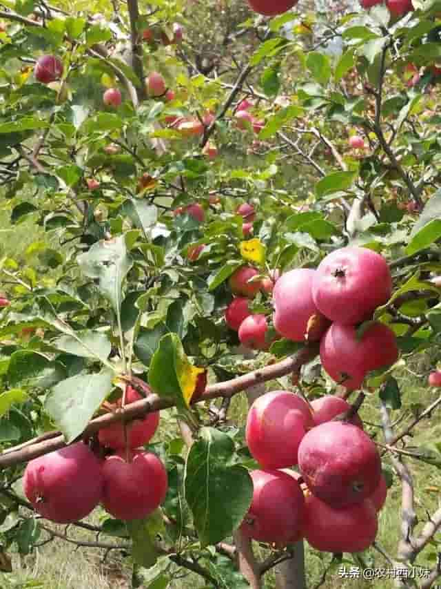 沙果树怎么种？沙果树种植技术