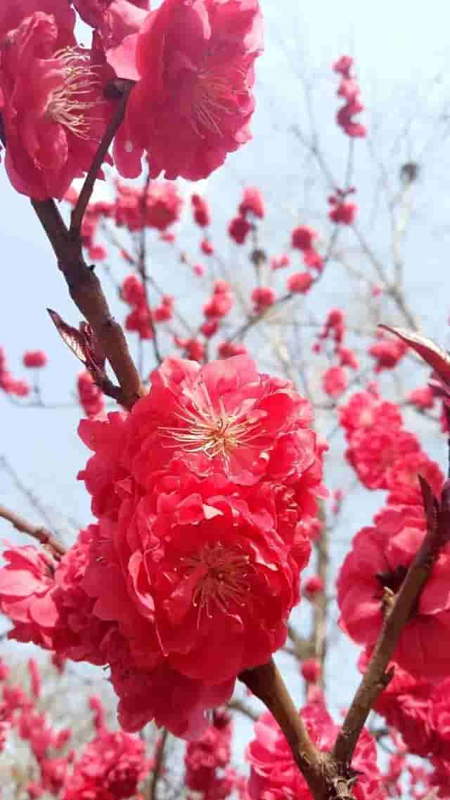 极美的花朵壁纸100幅，流光溢彩，明媚动人