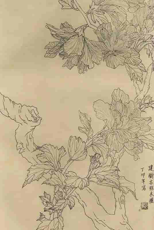 50幅花卉白描画图谱，难得一见的好资料