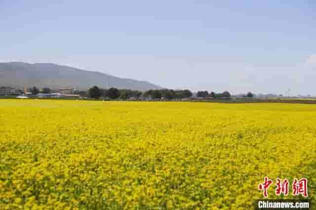 青海湖畔“花海直播间”：“甜蜜”带货助农增收