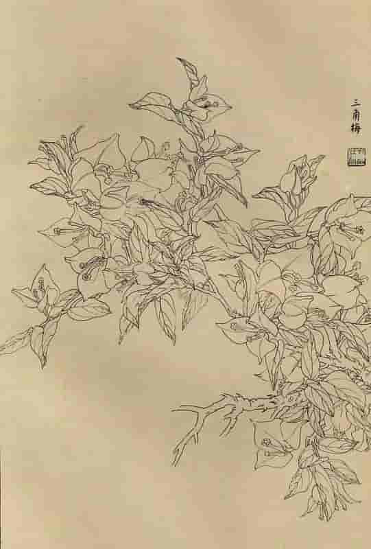 50幅花卉白描画图谱，难得一见的好资料