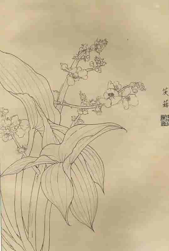 50幅花卉白描画图谱，难得一见的好资料