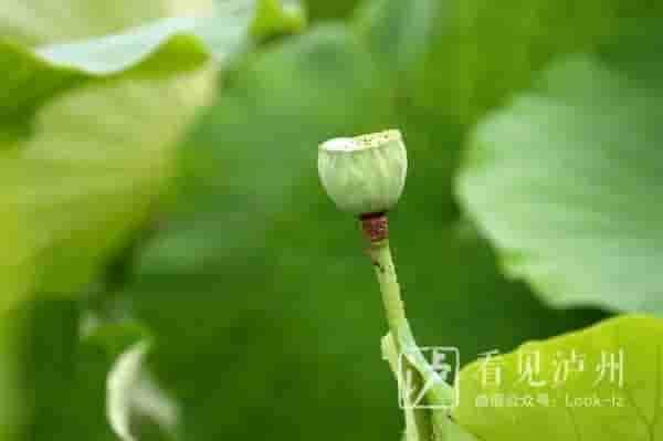 今日夏至丨荷花盛装登场，泸州赏荷地图请收好