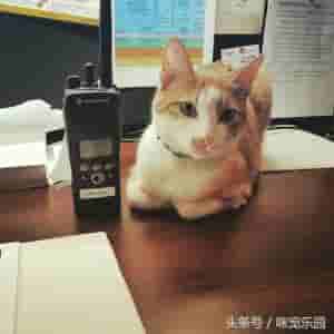 超级警监(萌即正义，收容所里的猫咪被招募为警员，走马上任成为当地明星猫)