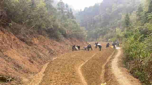 通城县四庄乡大溪村：春种药材，荒地变“聚宝盆”