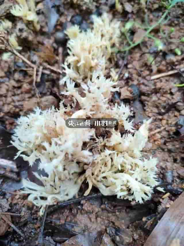 浙南山区下雨了！吃货们奔走相告：山野顶级食材牛肝菌即刻上新