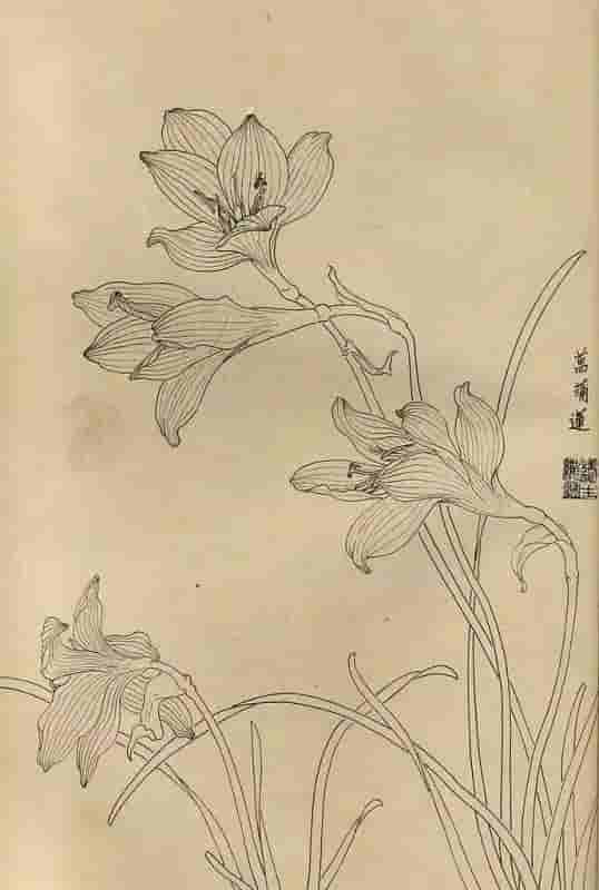 50幅花卉白描画图谱，难得一见的好资料