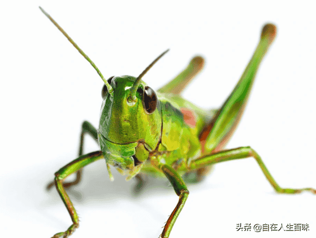 那些年，在农村夏天常见的虫子，你认识几个？