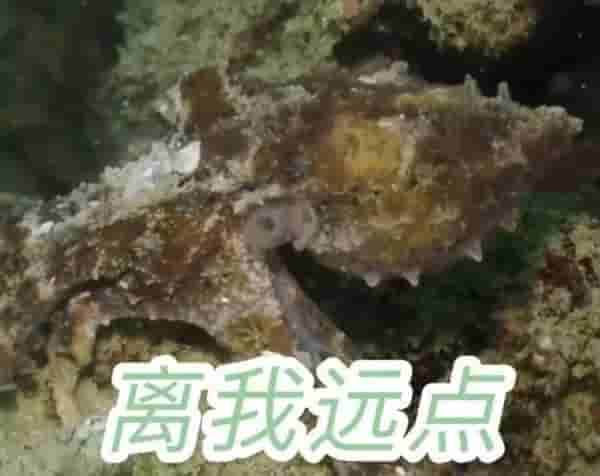 深圳海域惊现罕见剧毒蓝环章鱼，我竟然和它对视了……