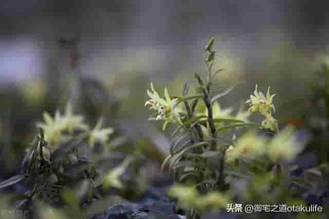 10种适合在阴凉环境下生长的花卉，花朵小巧可爱，色彩丰富