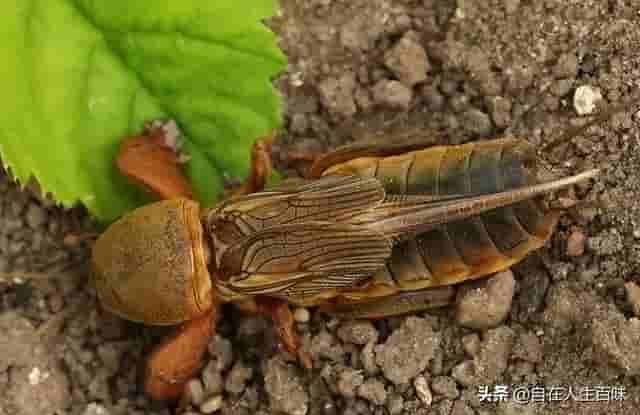 那些年，在农村夏天常见的虫子，你认识几个？