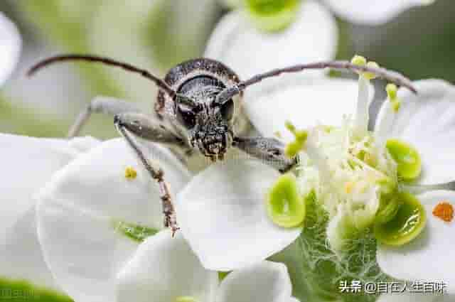 那些年，在农村夏天常见的虫子，你认识几个？