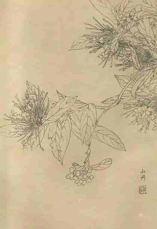 50幅花卉白描画图谱，难得一见的好资料