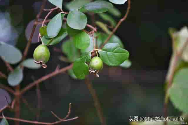 10种适合在阴凉环境下生长的花卉，花朵小巧可爱，色彩丰富