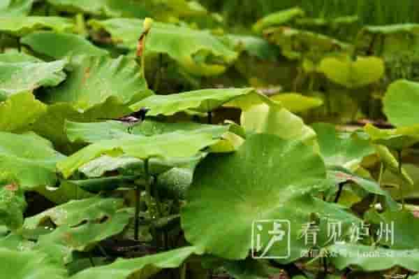 今日夏至丨荷花盛装登场，泸州赏荷地图请收好