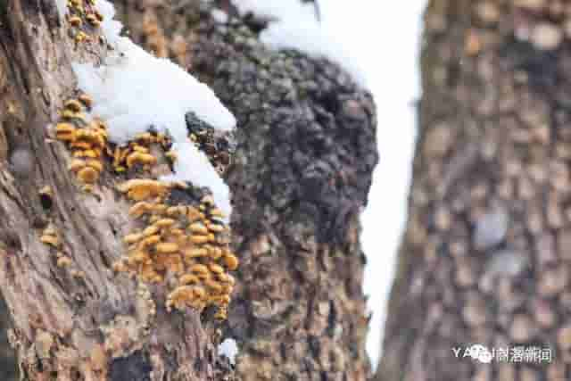 一场雪后，商洛最美山村雪景图来了，银装素裹，宛若仙境……