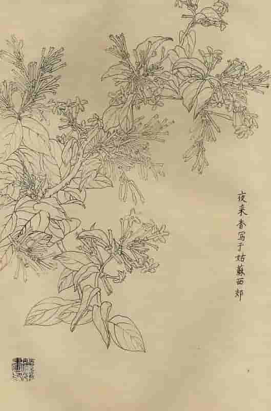 50幅花卉白描画图谱，难得一见的好资料