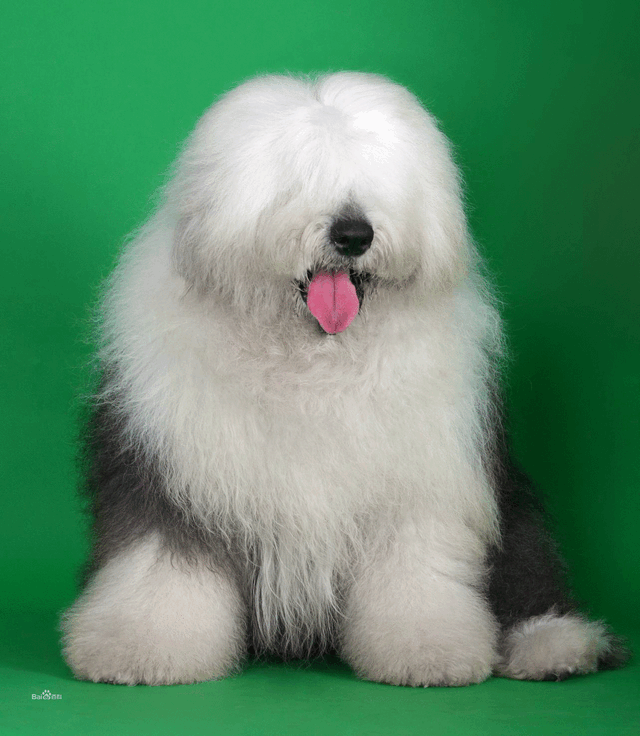 世界名犬——英国古代牧羊犬（Old English Sheepdog）