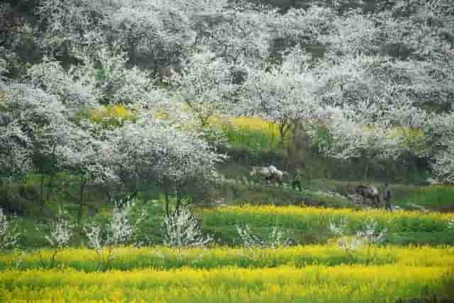 在中国有个低调的宝藏省份，中国56个民族，这里就生活了43个民族