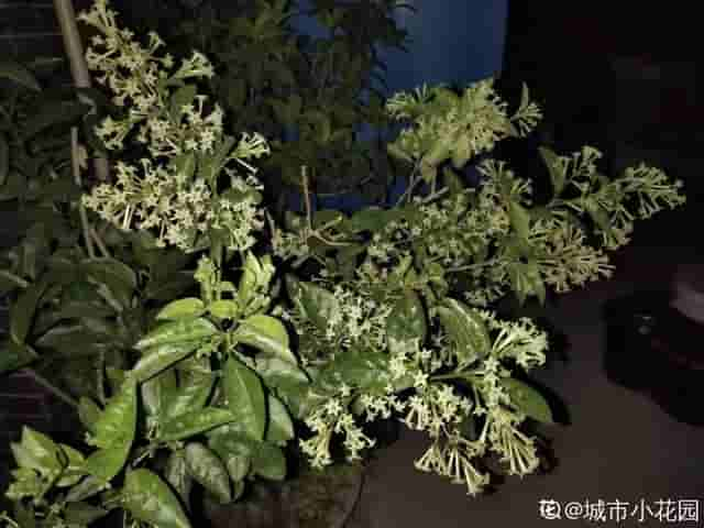 家里养盆它，奶奶非要炒菜吃，千万别，这可不是芹菜