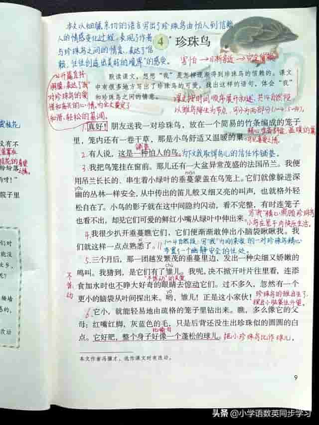 小学语文五年级上册第四课《珍珠鸟》超详细课文笔记、预习复习