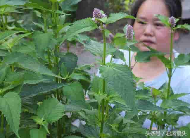 藿香别名排香草 祛暑解表堪称宝 芳香杀菌治口臭 温热热病都禁用