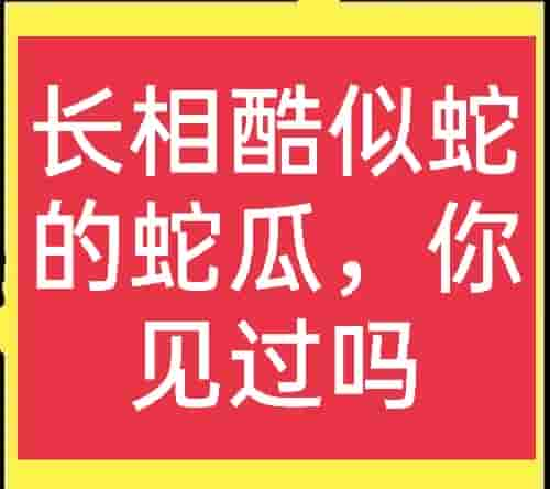 蛇瓜虽丑，但是很好吃，种植前景与利润如何？