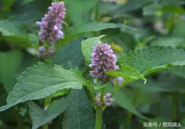 藿香别名排香草 祛暑解表堪称宝 芳香杀菌治口臭 温热热病都禁用