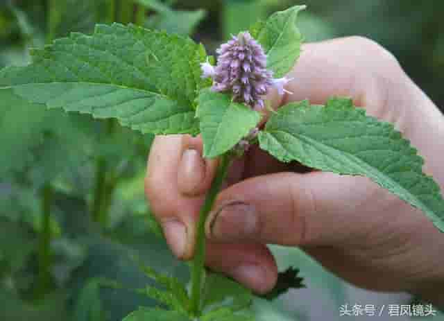 藿香别名排香草 祛暑解表堪称宝 芳香杀菌治口臭 温热热病都禁用