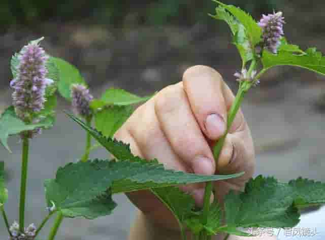 藿香别名排香草 祛暑解表堪称宝 芳香杀菌治口臭 温热热病都禁用