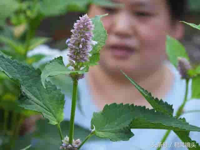 藿香别名排香草 祛暑解表堪称宝 芳香杀菌治口臭 温热热病都禁用