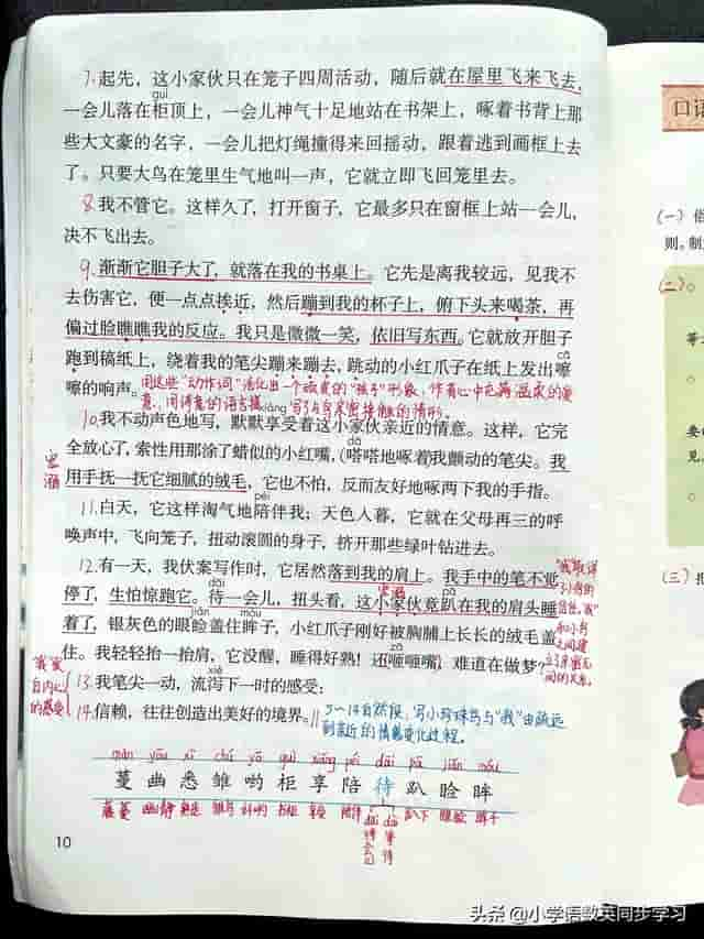 小学语文五年级上册第四课《珍珠鸟》超详细课文笔记、预习复习