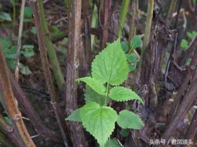 藿香别名排香草 祛暑解表堪称宝 芳香杀菌治口臭 温热热病都禁用