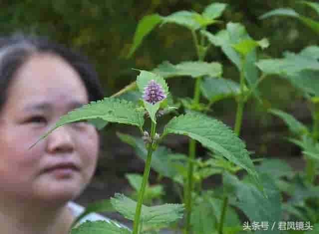 藿香别名排香草 祛暑解表堪称宝 芳香杀菌治口臭 温热热病都禁用