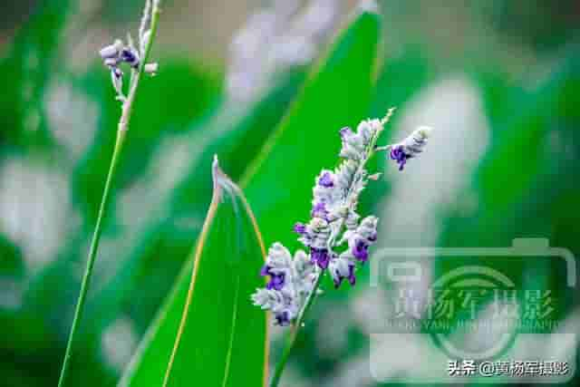 发现娇美盛开的再力花，束束美丽的夏日花朵迷人好看