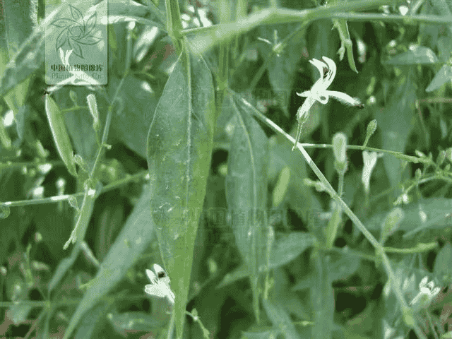 每日一味抗癌中药——穿心莲，苦如穿心一般，可不是餐桌上的凉菜