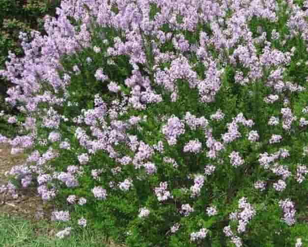 「蓝紫色系」34种高贵典雅植物