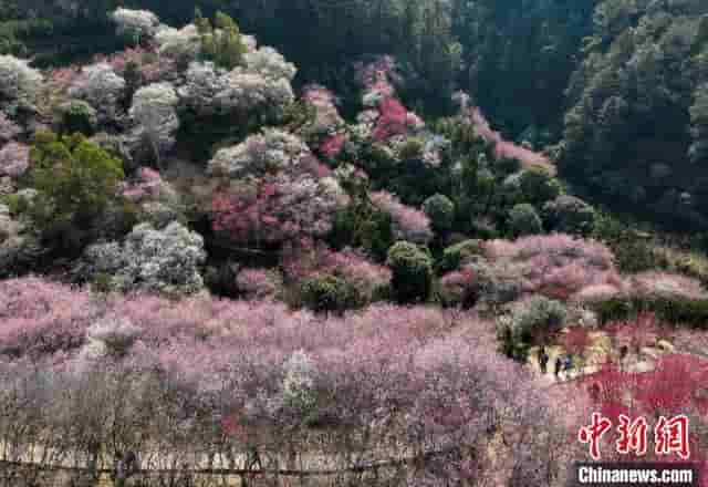 安徽黄山：卖花渔村春意盎然