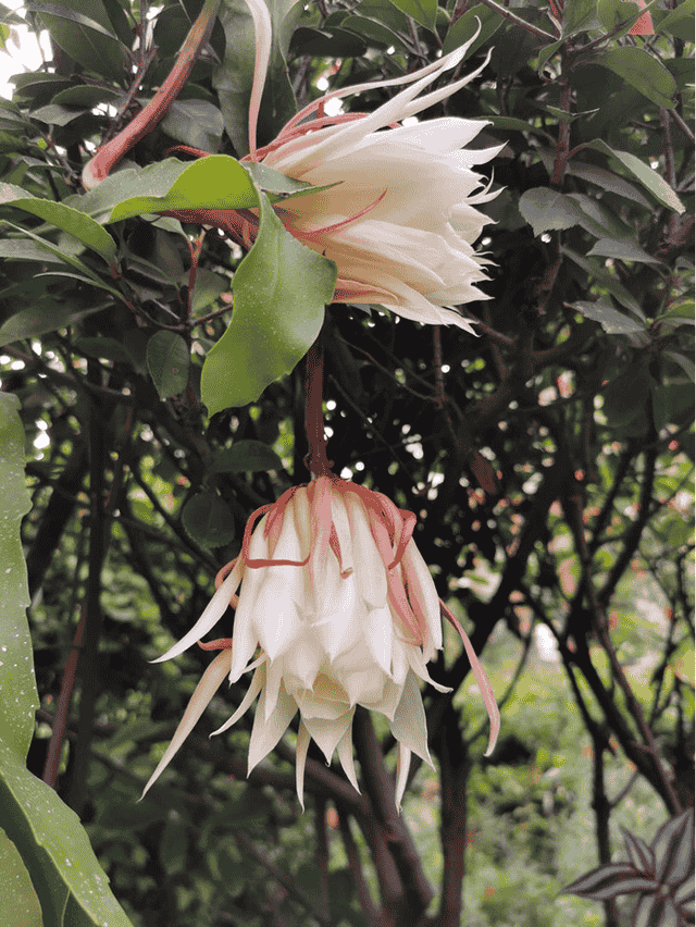 今年最后一波昙花盛开季，这么养一根枝能开十几朵，枝条都压弯