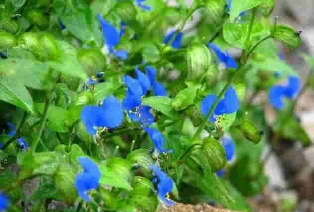 「蓝紫色系」34种高贵典雅植物