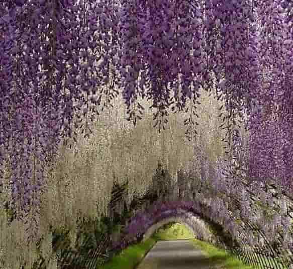 「蓝紫色系」34种高贵典雅植物