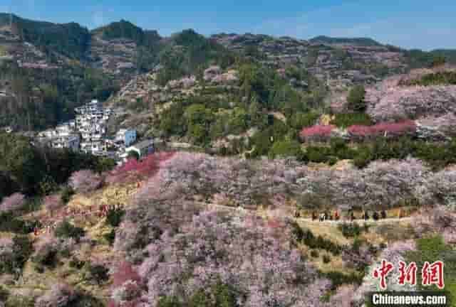 安徽黄山：卖花渔村春意盎然