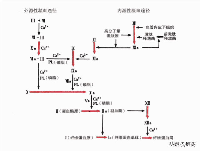 厉害、经济的抗凝药——华法林，毒药从良的典范